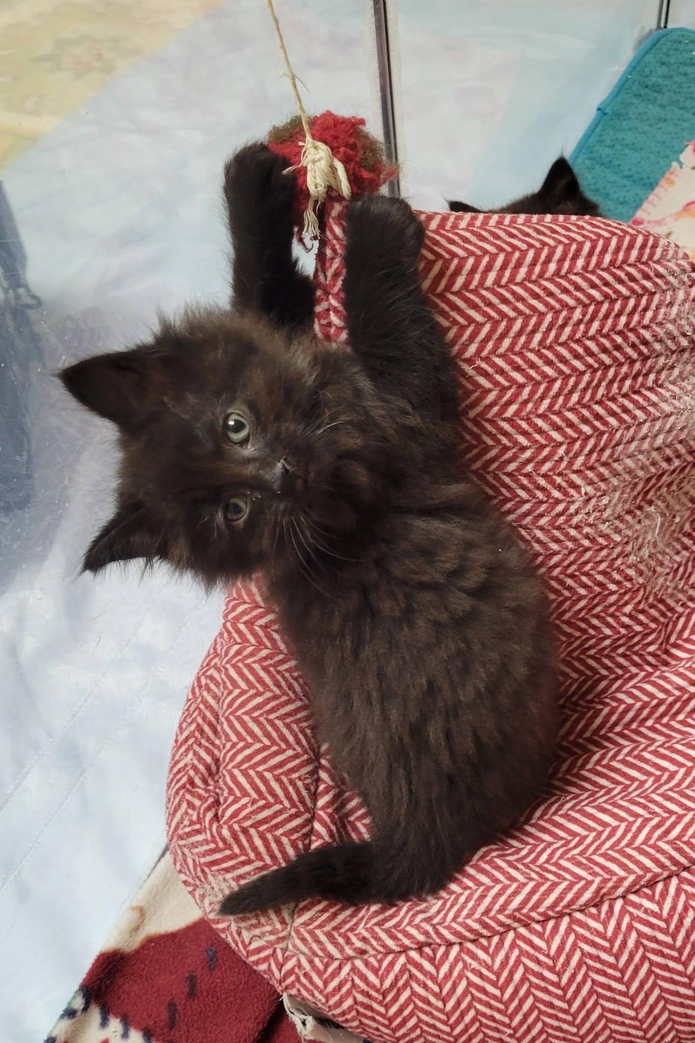 Enlarge Fabio, a Adoptable Domestic Long Hair in Gerrardstown, WV image 5/6
