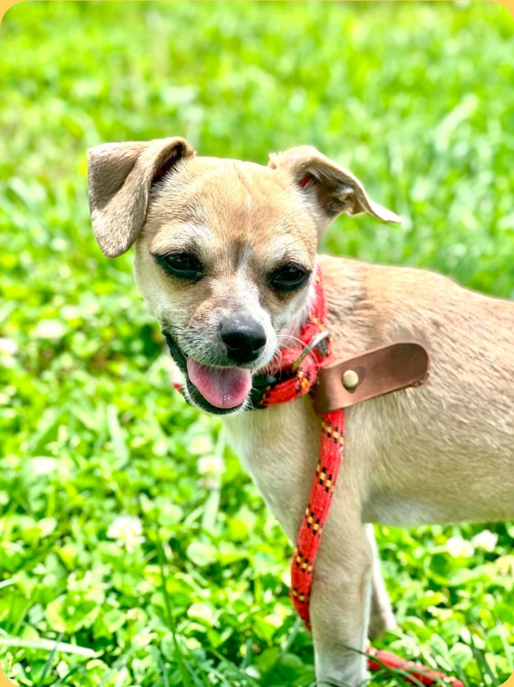 Hunny - CLAIMED BY OWNER, an adopted mixed breed in Millfield, OH image 3/3