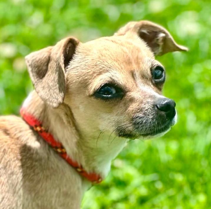 Hunny - CLAIMED BY OWNER, an adopted mixed breed in Millfield, OH image 1/3