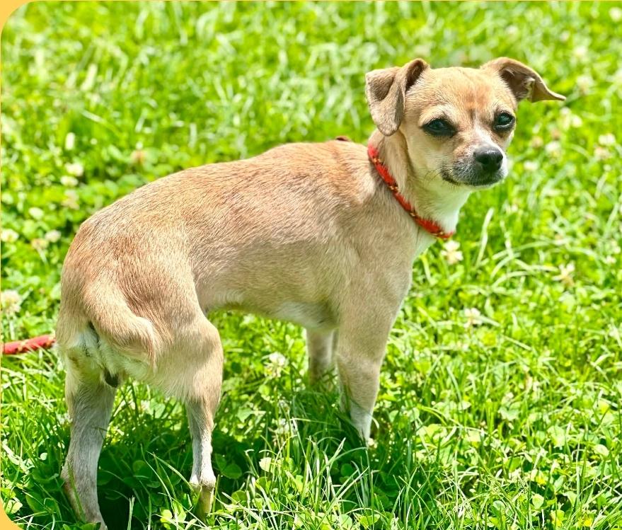 Hunny - CLAIMED BY OWNER, an adopted mixed breed in Millfield, OH image 2/3