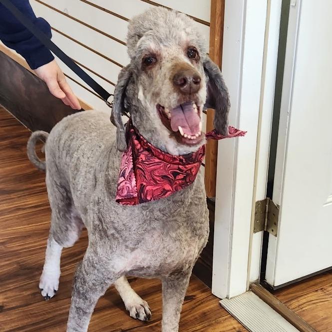Aero, a Adoptable Standard Poodle in Washington Township, OH image 1/2