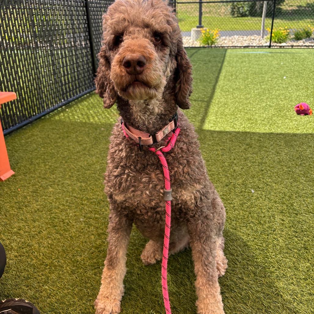Aero, a Adoptable Standard Poodle in Washington Township, OH image 2/2