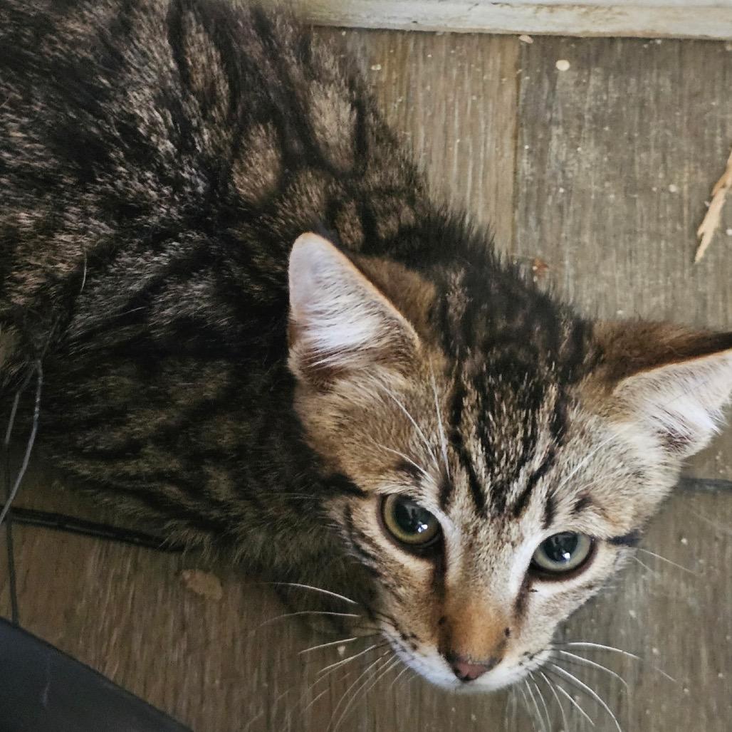 Creon, Adoptable, Kitten Male Domestic Short Hair.