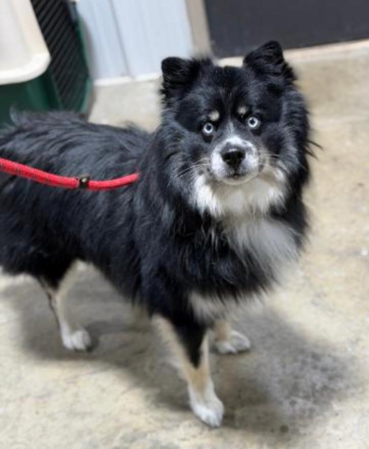 PUMBA, Adoptable, Puppy Male Pomeranian & Husky.