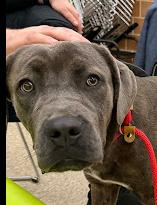 Marena, Adoptable, Puppy Female Cane Corso.