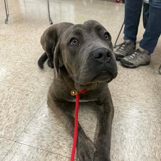 Enlarge Marena, a Adoptable Cane Corso in Oswego, IL image 2/2