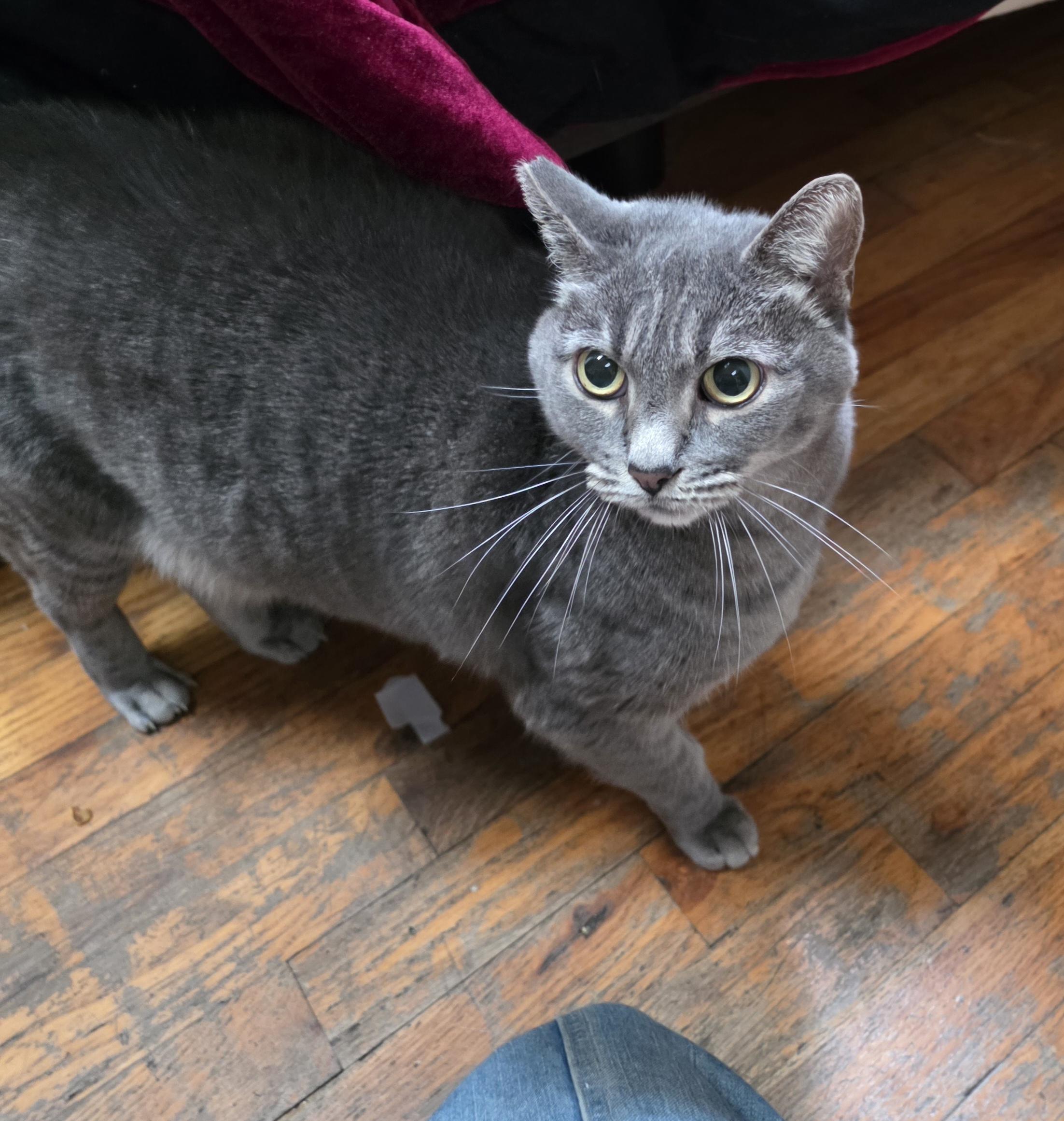 Sukhi, Adoptable, Adult Female Domestic Short Hair & Russian Blue.