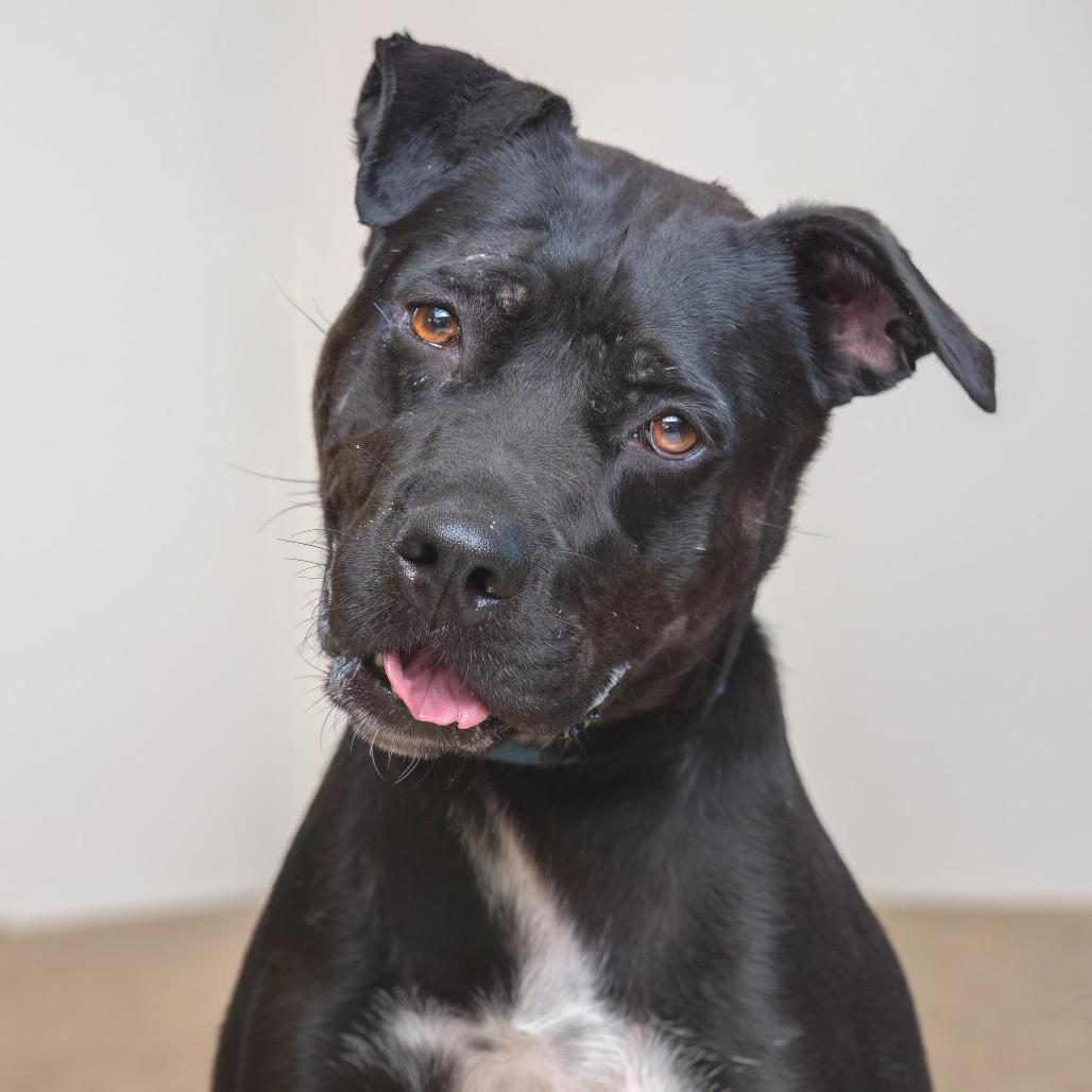 Enlarge Breeze, a Adoptable mixed breed in Palm Springs, CA image 2/3