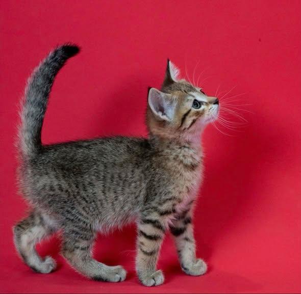 Rex, ADOPTABLE, Young Male Tabby.