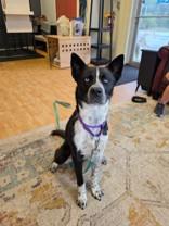 Bowie, Adopted, Adult Male Husky & Pit Bull Terrier.