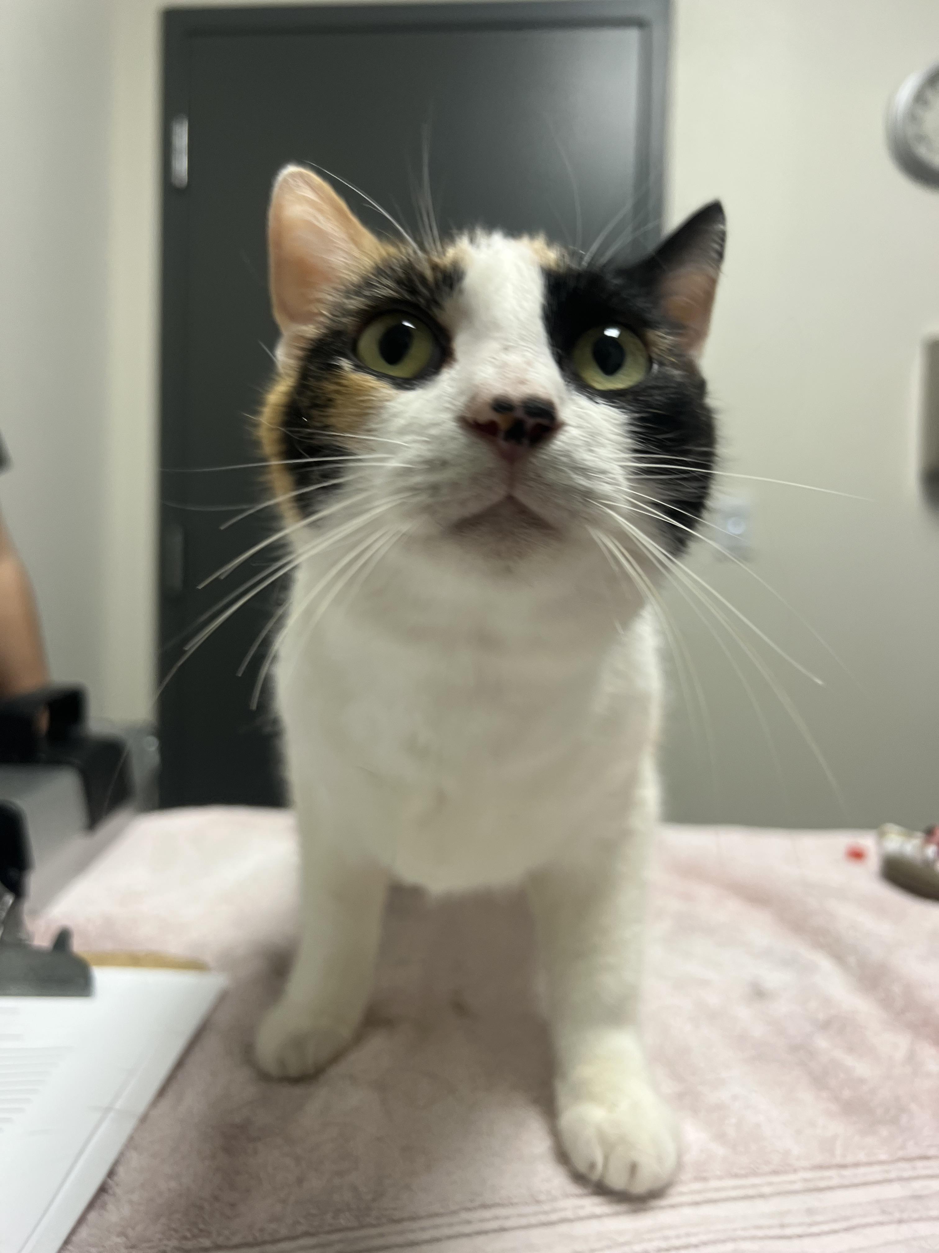Nala, Adoptable, Adult Female Domestic Short Hair.