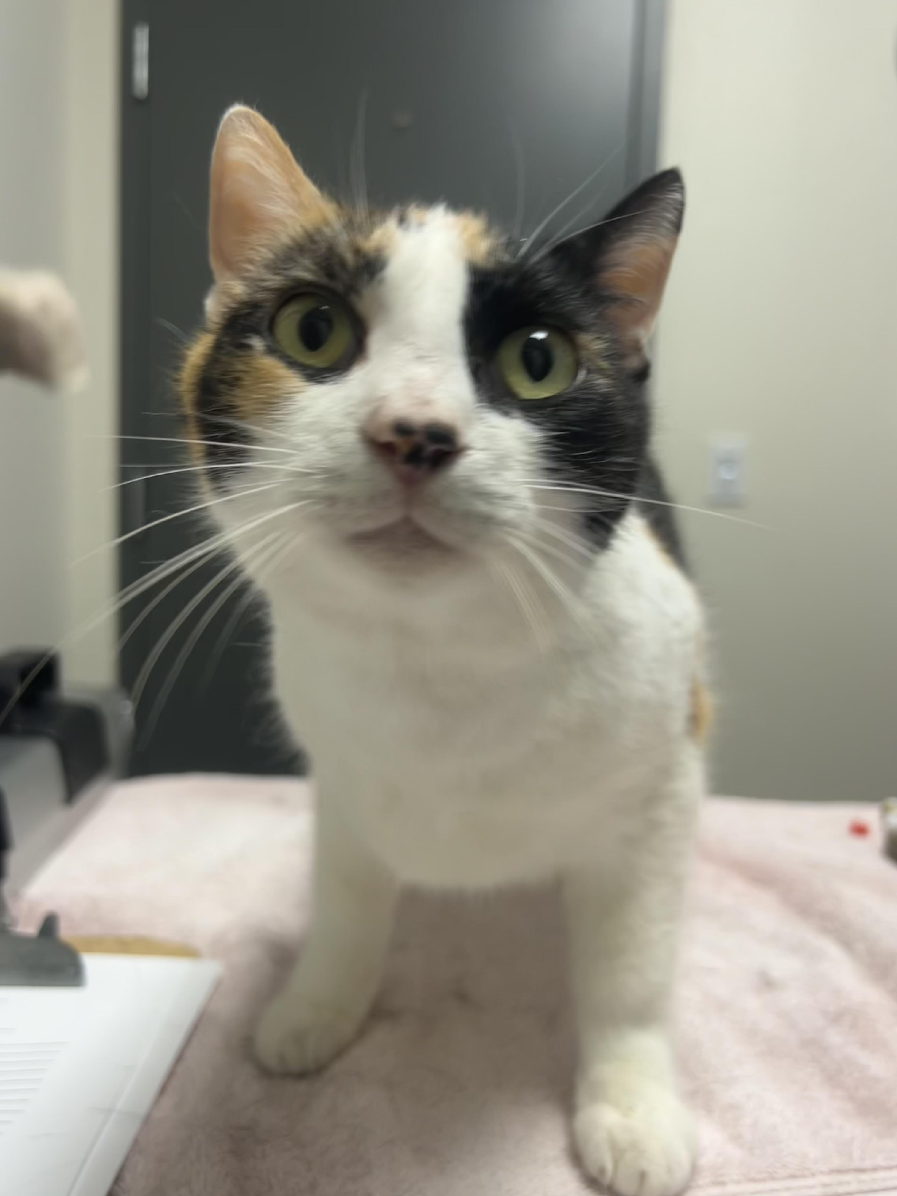 Nala, a Adoptable mixed breed in Chico, CA image 3/3