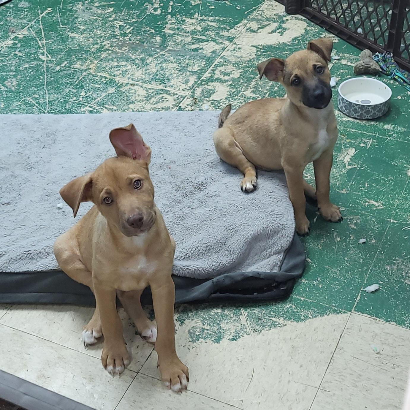 Enlarge Newman, a ADOPTABLE mixed breed in Sarasota, FL image 3/5