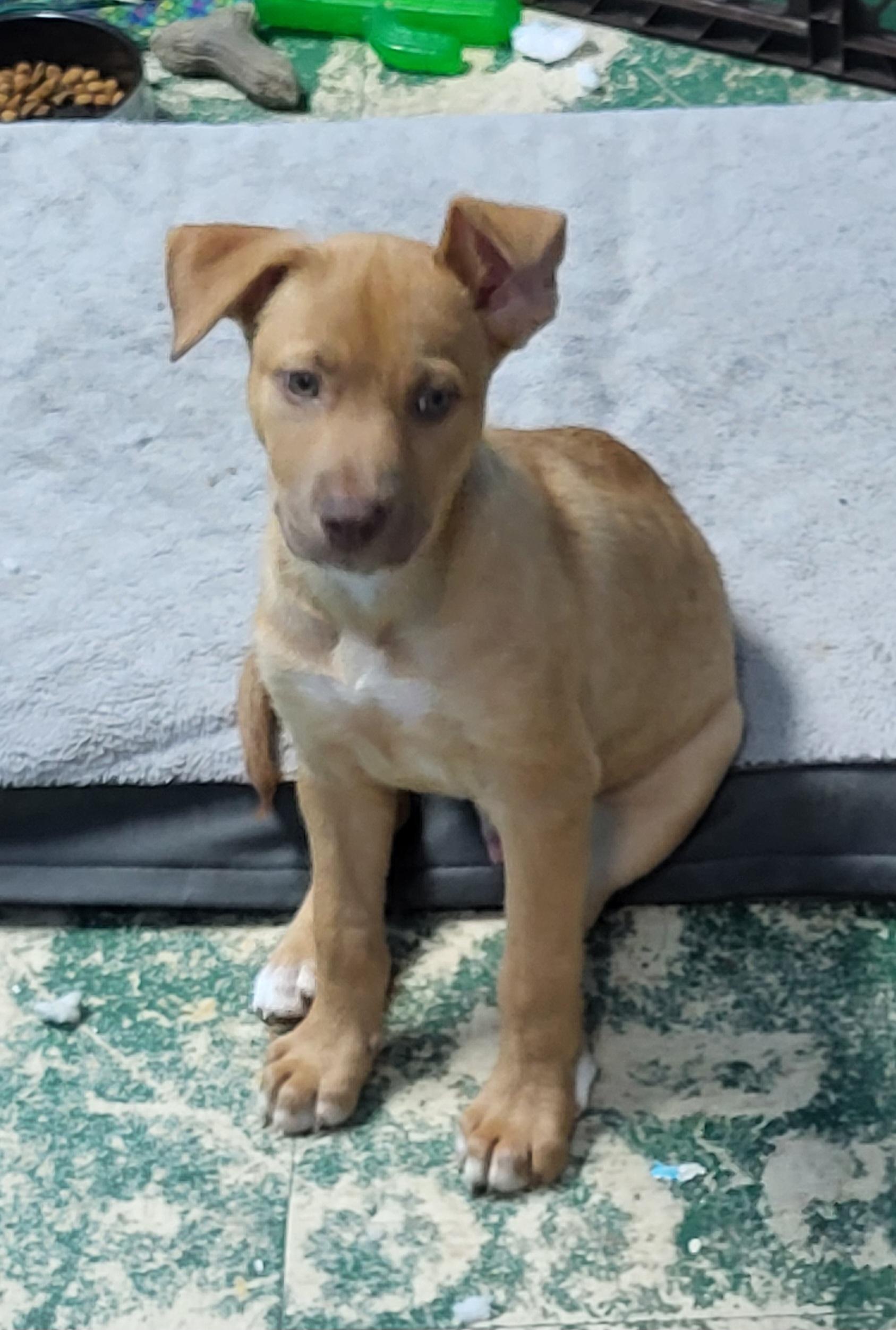 Enlarge Newman, a ADOPTABLE mixed breed in Sarasota, FL image 5/5