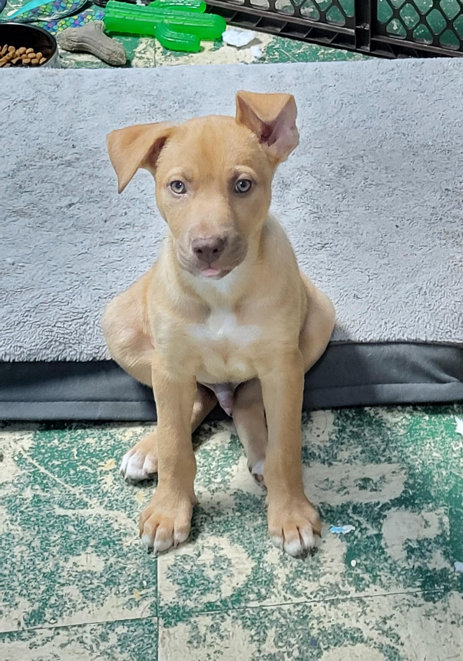 Enlarge Newman, a ADOPTABLE mixed breed in Sarasota, FL image 4/5