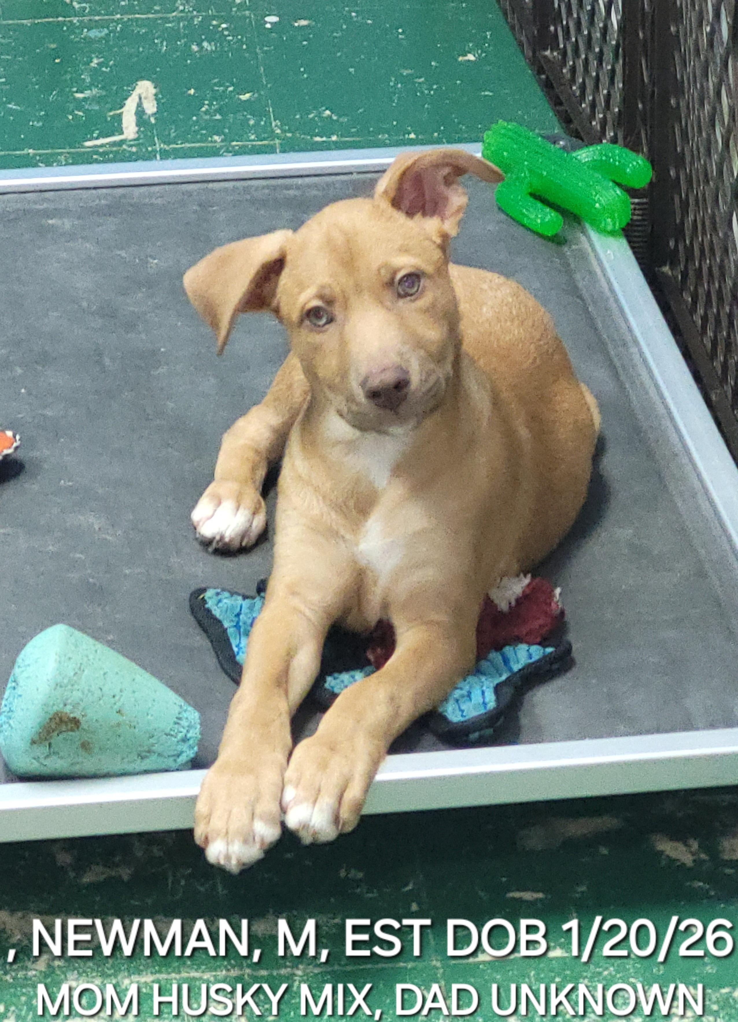 Enlarge Newman, a ADOPTABLE mixed breed in Sarasota, FL image 1/5