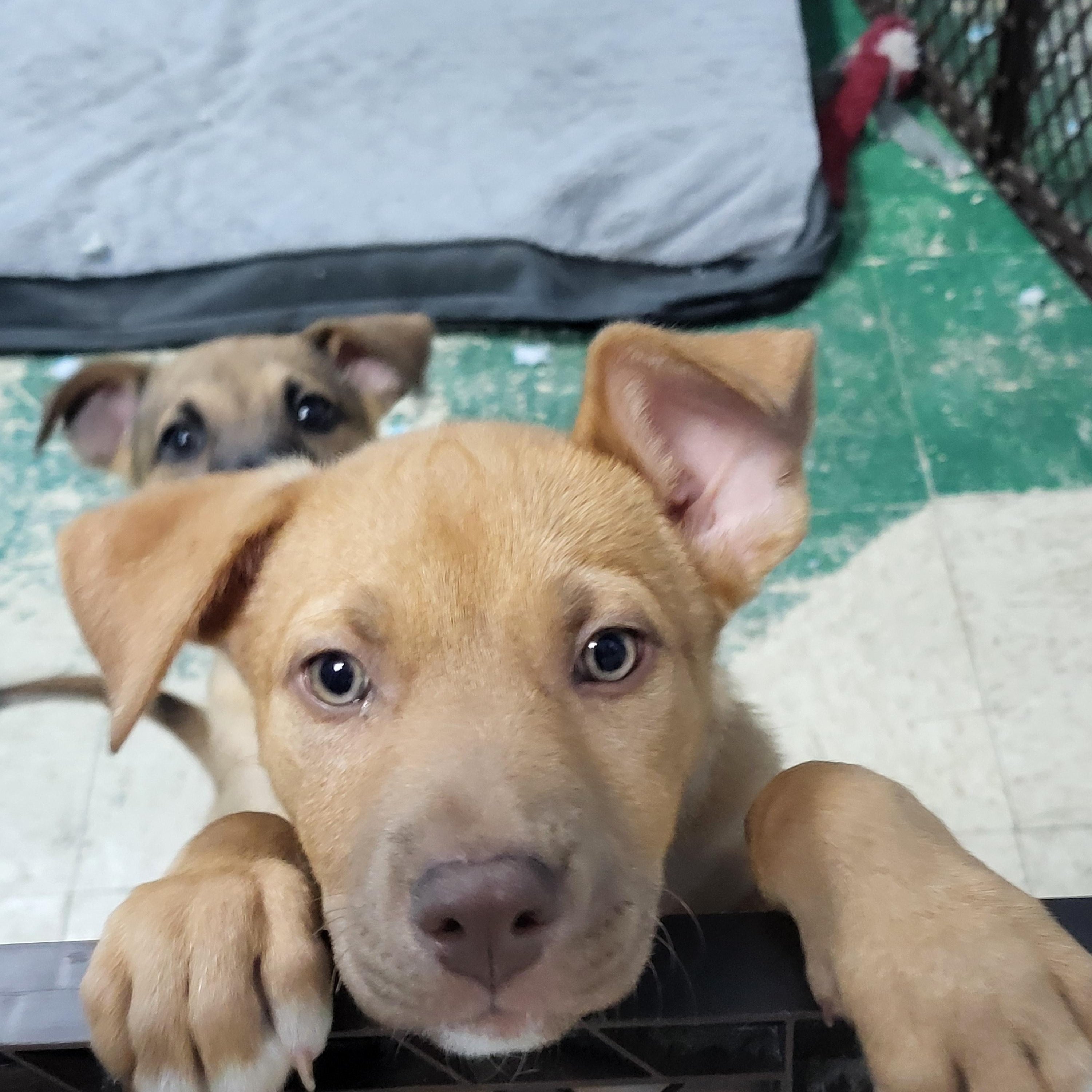 Enlarge Newman, a ADOPTABLE mixed breed in Sarasota, FL image 2/5