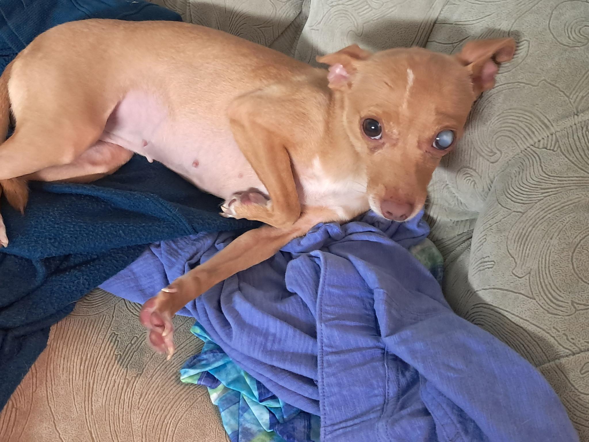 Enlarge Ginger, a ADOPTABLE Chihuahua in Sarasota, FL image 3/5