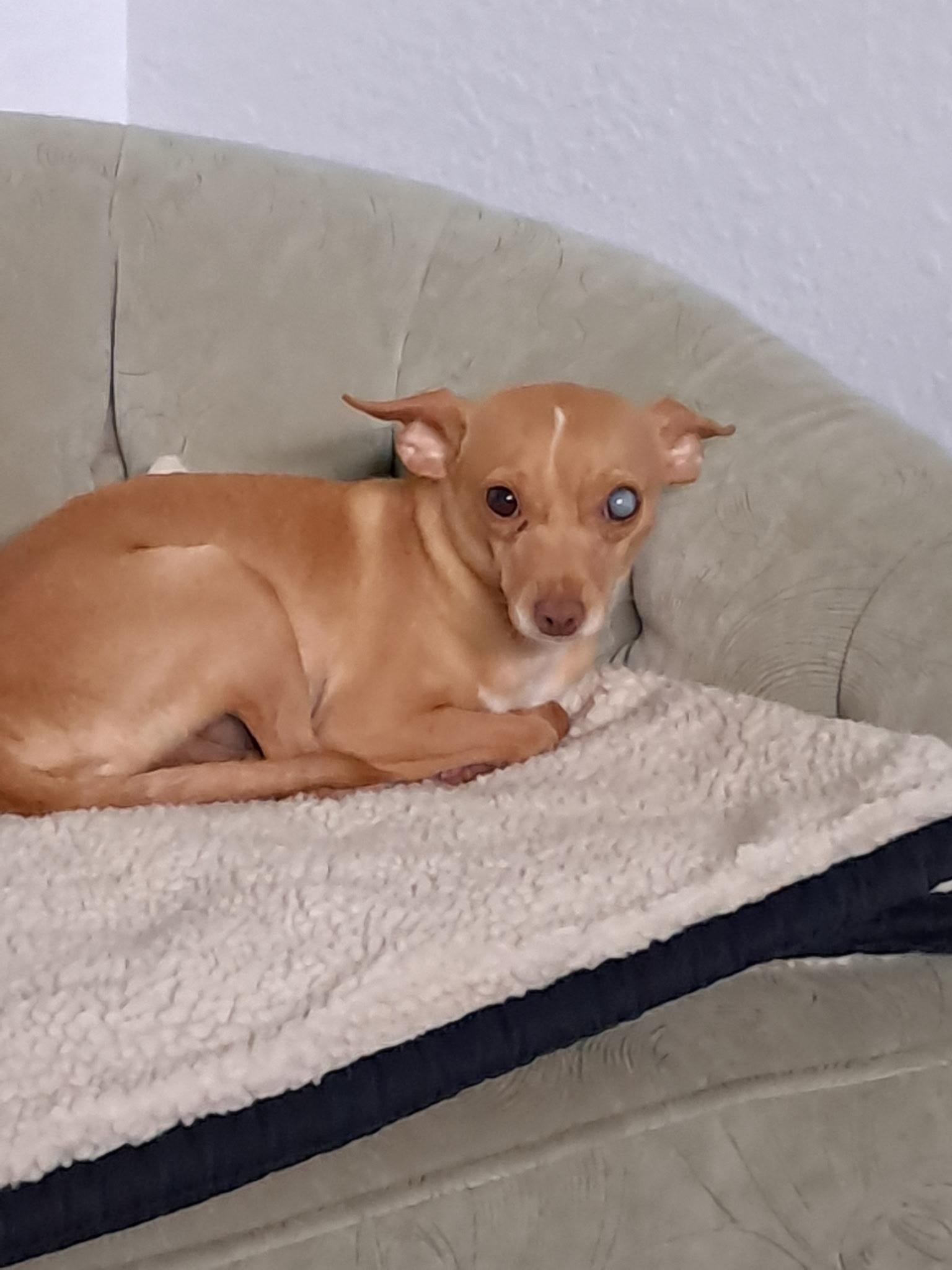 Enlarge Ginger, a ADOPTABLE Chihuahua in Sarasota, FL image 4/5
