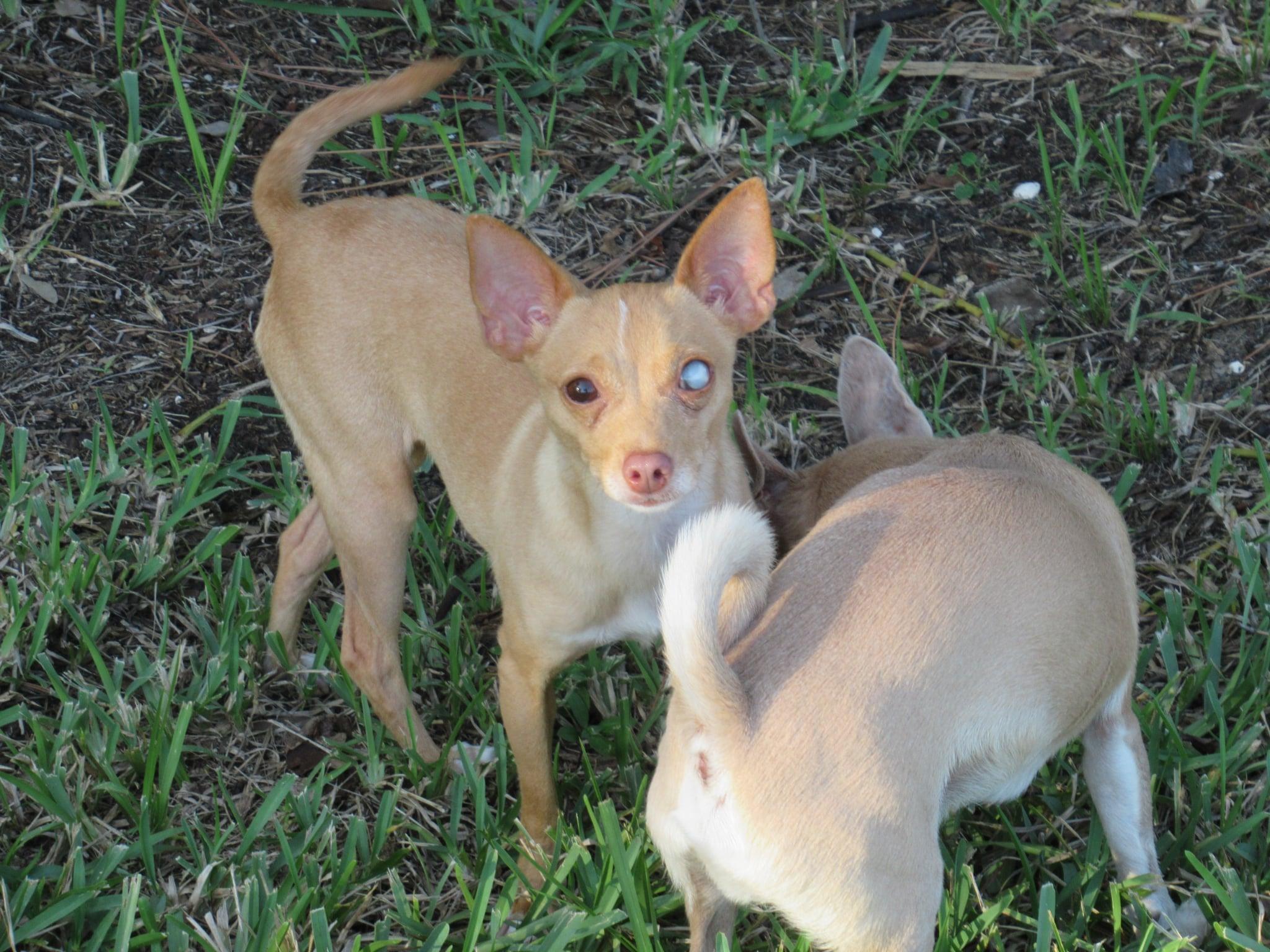 Enlarge Ginger, a ADOPTABLE Chihuahua in Sarasota, FL image 2/5