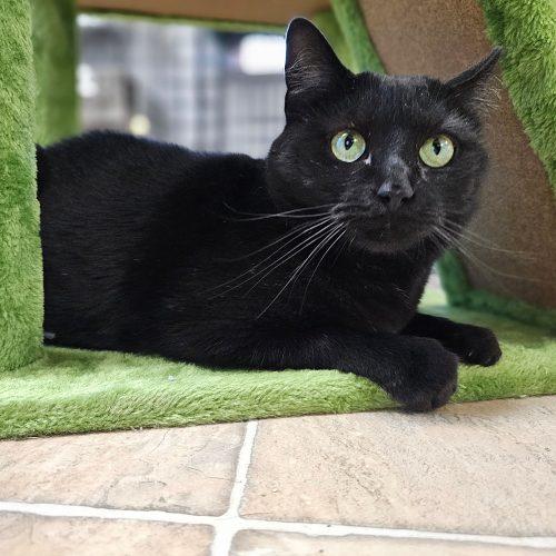 Chloe 5456C, Adoptable, Adult Female Domestic Short Hair.
