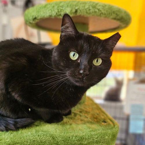 Enlarge Chloe 5456C, a Adoptable Domestic Short Hair in Frankfort, KY image 2/5