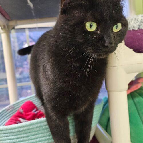 Enlarge Chloe 5456C, a Adoptable Domestic Short Hair in Frankfort, KY image 3/5
