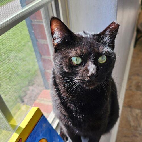 Enlarge Chloe 5456C, a Adoptable Domestic Short Hair in Frankfort, KY image 4/5