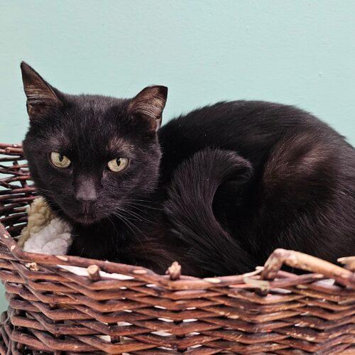 Enlarge Chloe 5456C, a Adoptable Domestic Short Hair in Frankfort, KY image 5/5