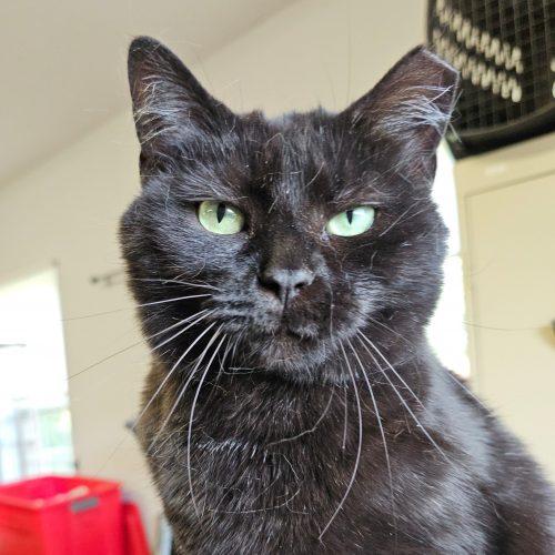 Enlarge Chloe 5456C, a Adoptable Domestic Short Hair in Frankfort, KY image 6/6