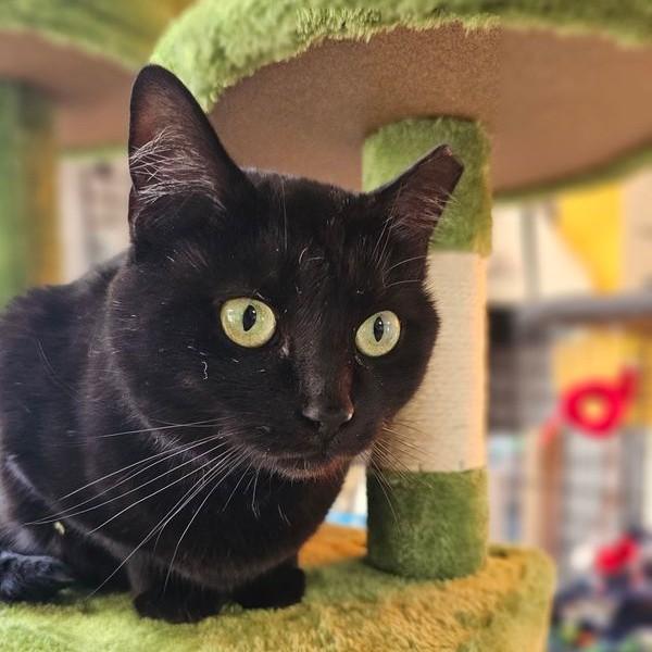 Enlarge Chloe 5456C, a Adoptable Domestic Short Hair in Frankfort, KY image 6/6