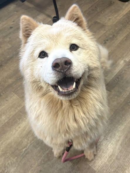 Enlarge Soul, a Adoptable mixed breed in Sacramento, CA image 5/6