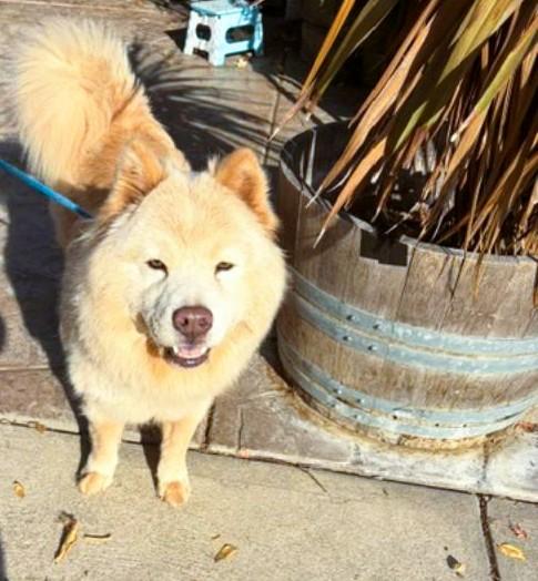 Enlarge Soul, a Adoptable mixed breed in Sacramento, CA image 3/6