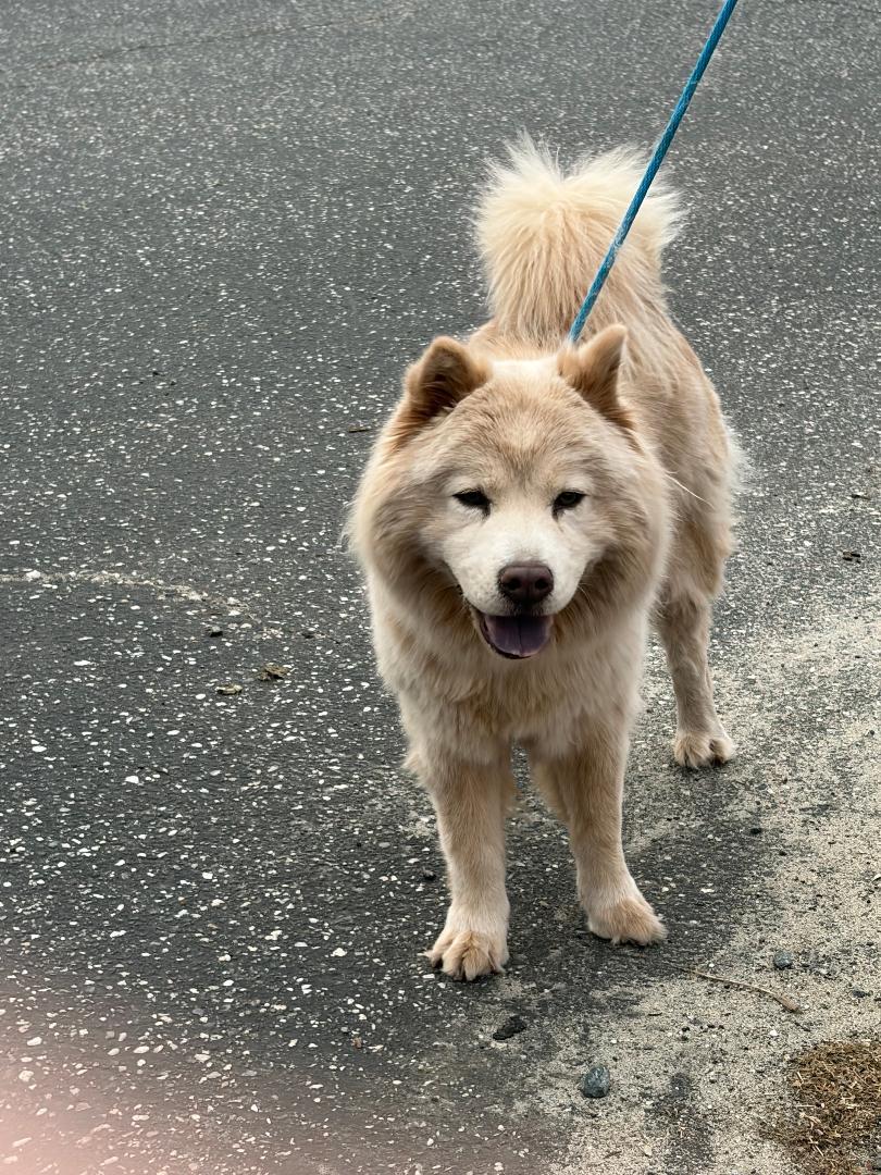 Enlarge Soul, a Adoptable mixed breed in Sacramento, CA image 2/6