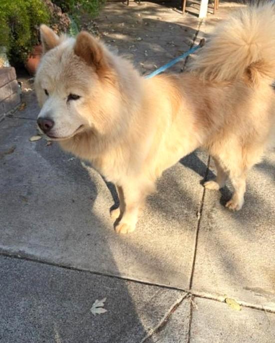 Enlarge Soul, a Adoptable mixed breed in Sacramento, CA image 4/6