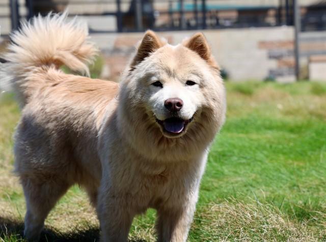 Soul, ADOPTABLE, Young • Female, Chow Chow.