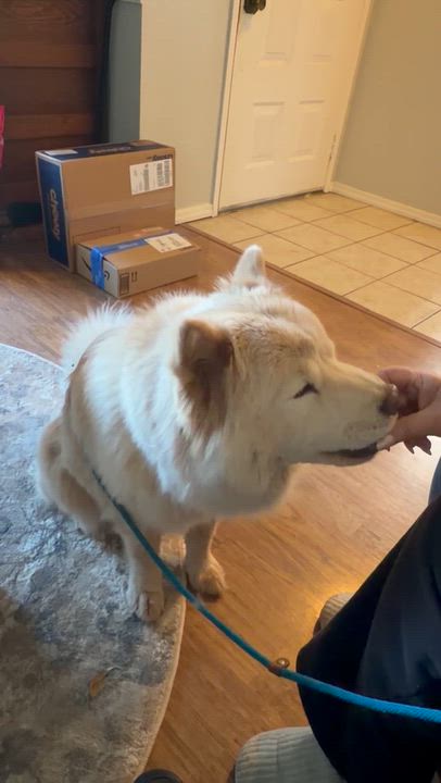 Enlarge Soul, a Adoptable mixed breed in Sacramento, CA video 6/6