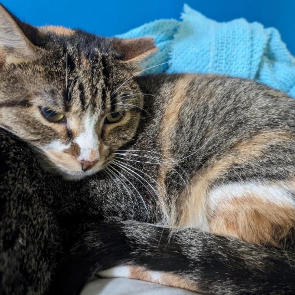 brenda, Adoptable, Adult Female Domestic Short Hair.