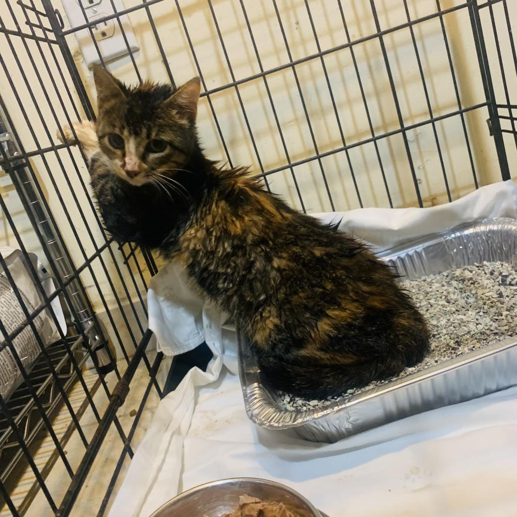 brenda, a Adoptable Domestic Short Hair in Washington, PA image 2/3