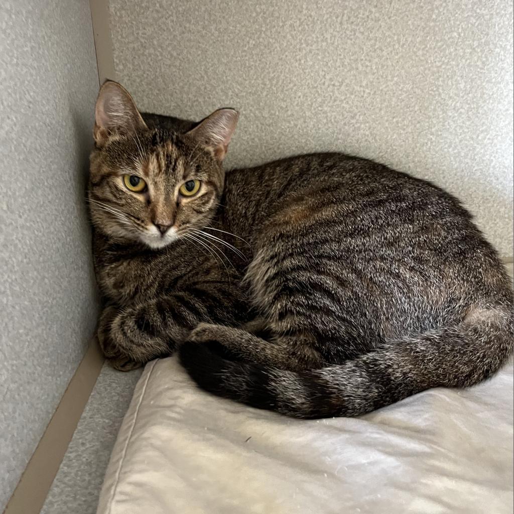 brenda, a Adoptable Domestic Short Hair in Washington, PA image 3/3