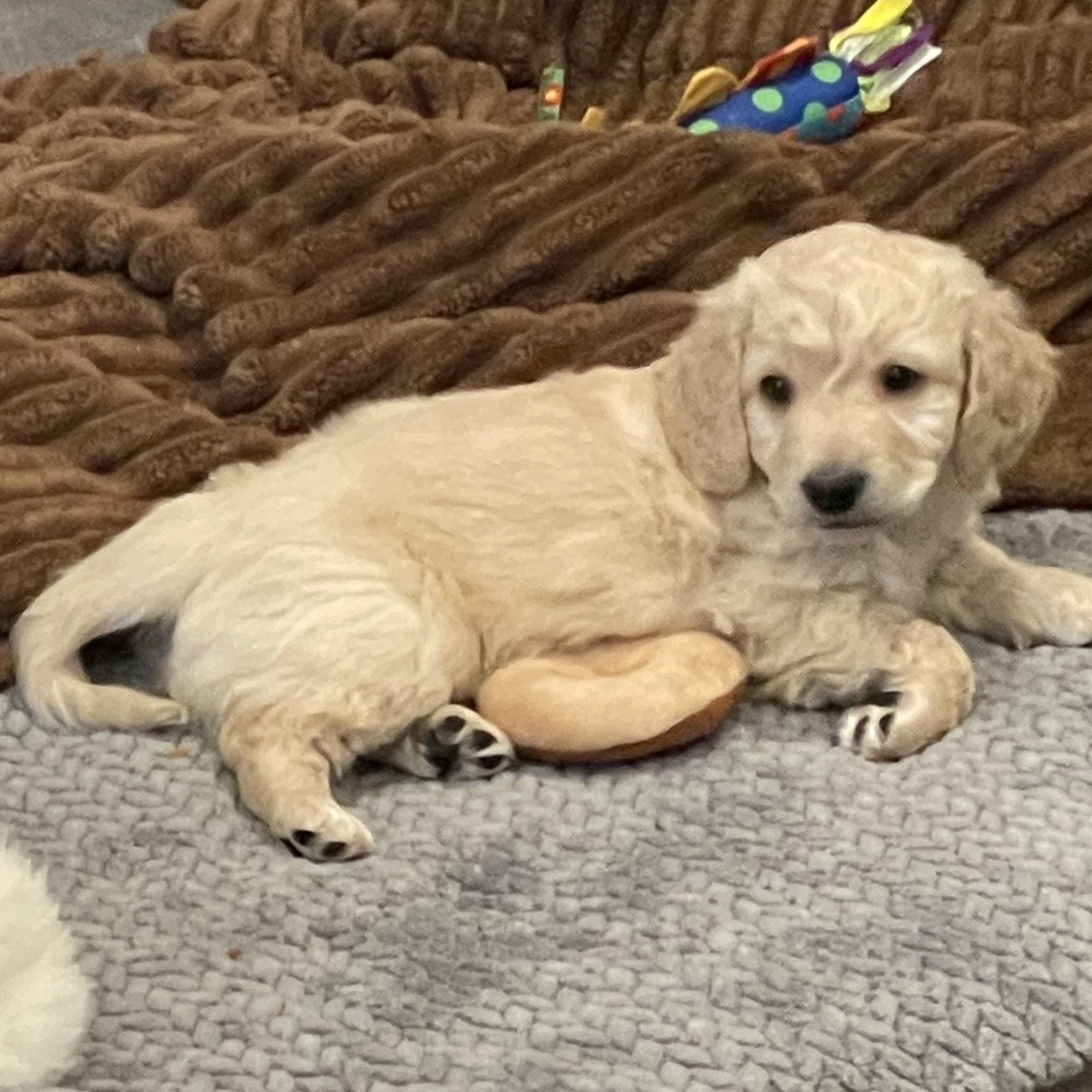 Luca, ADOPTABLE, Puppy Male Dachshund (Long Haired).