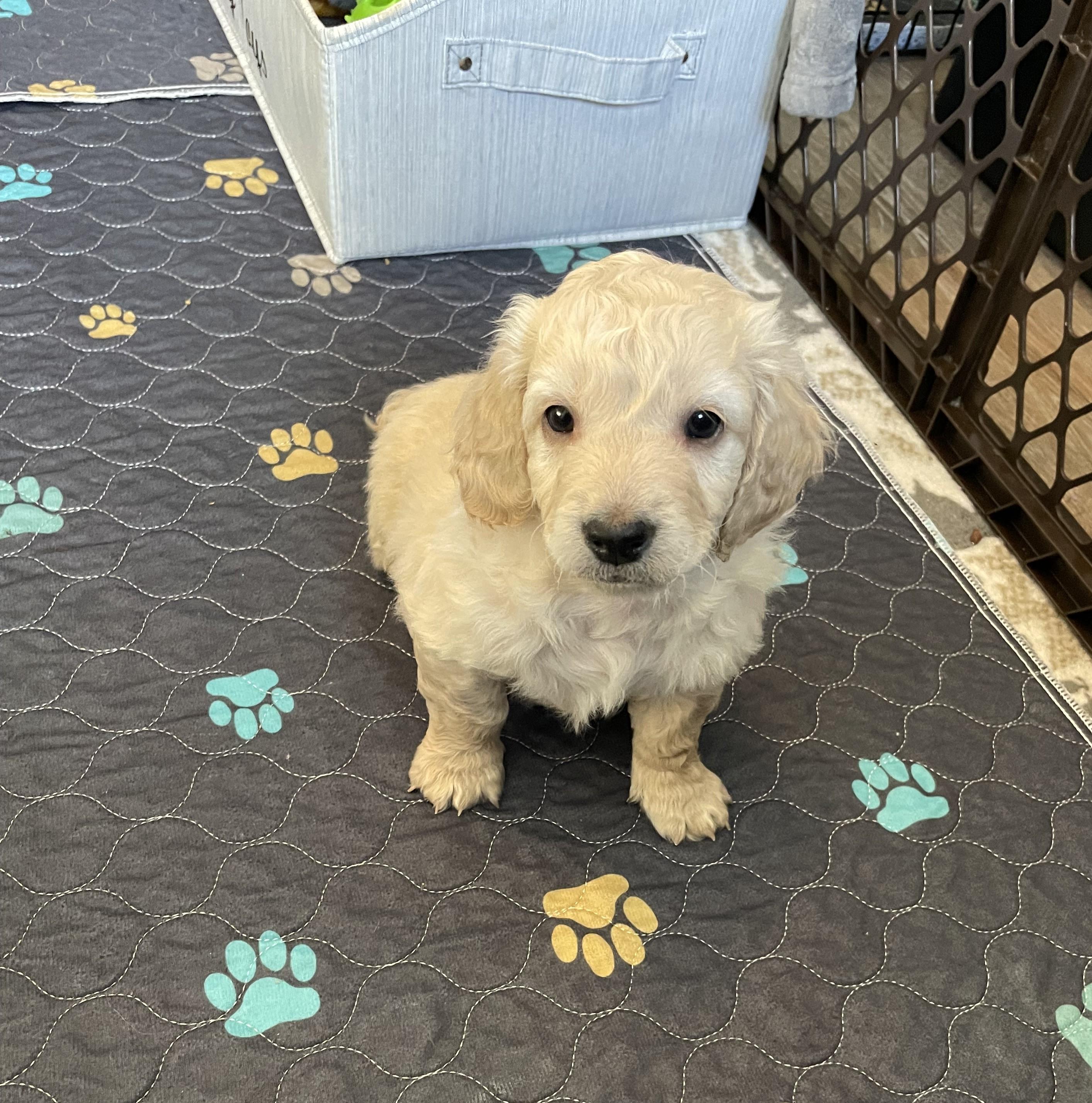 Luca, a ADOPTABLE Dachshund (Long Haired) in Woodstock, IL image 4/4