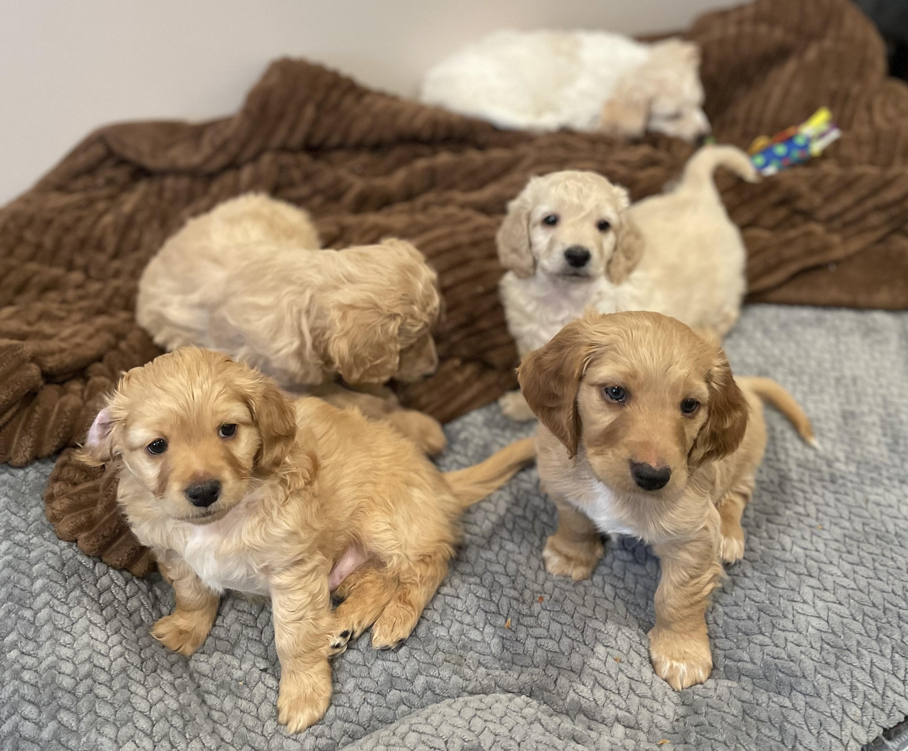 Luca, a ADOPTABLE Dachshund (Long Haired) in Woodstock, IL image 3/4