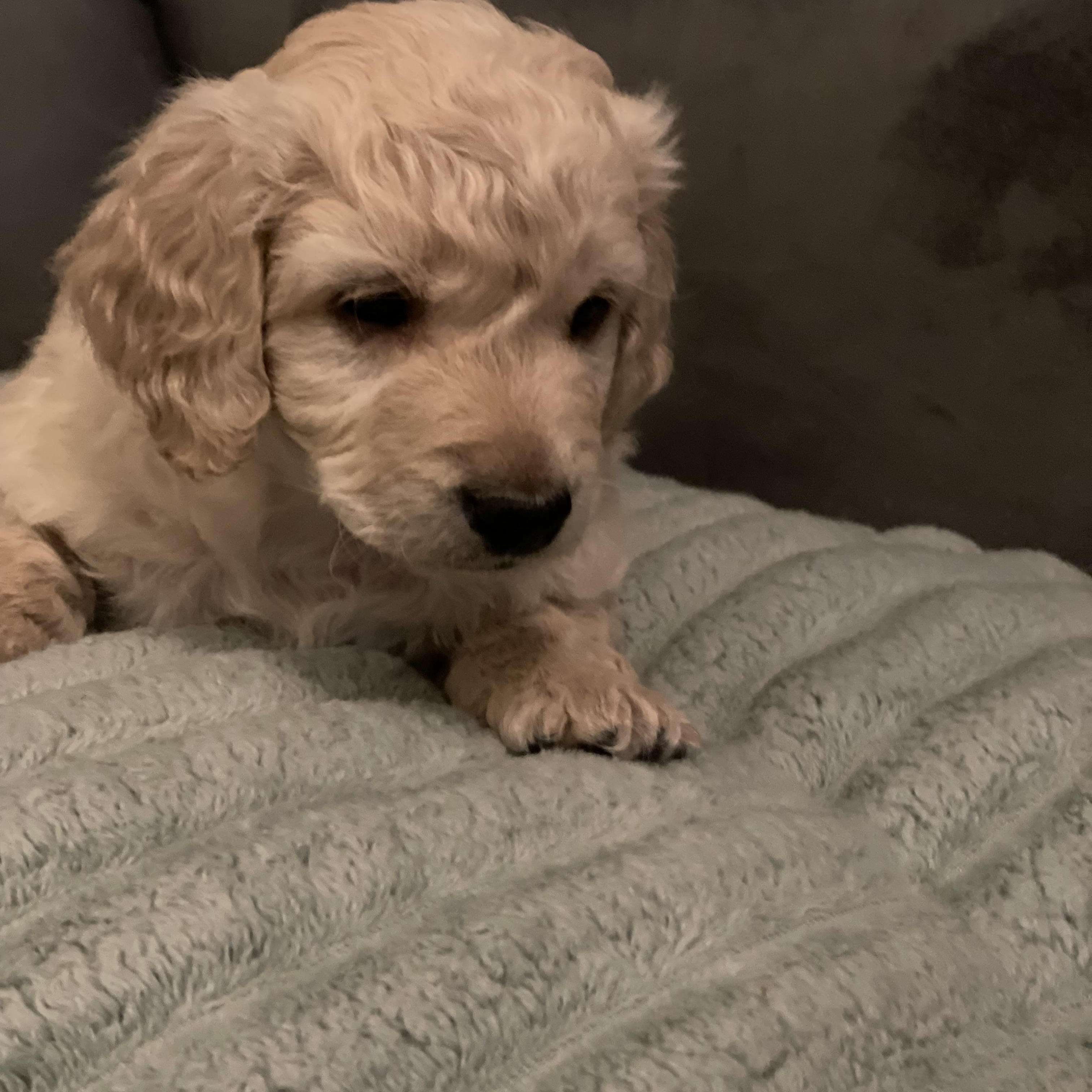 Luca, a ADOPTABLE Dachshund (Long Haired) in Woodstock, IL image 2/4