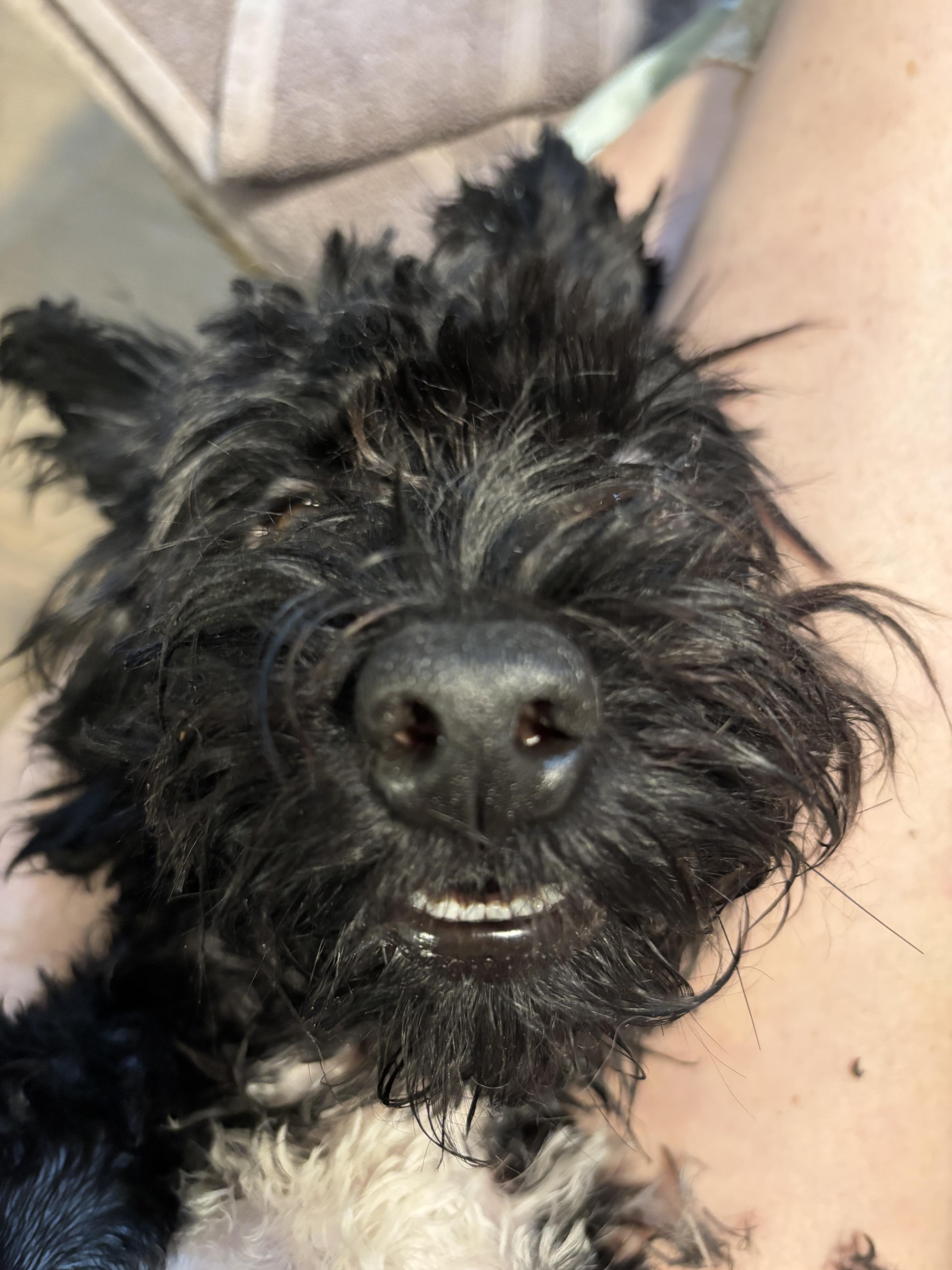 Oreo, adopted, Young Female Miniature Poodle.
