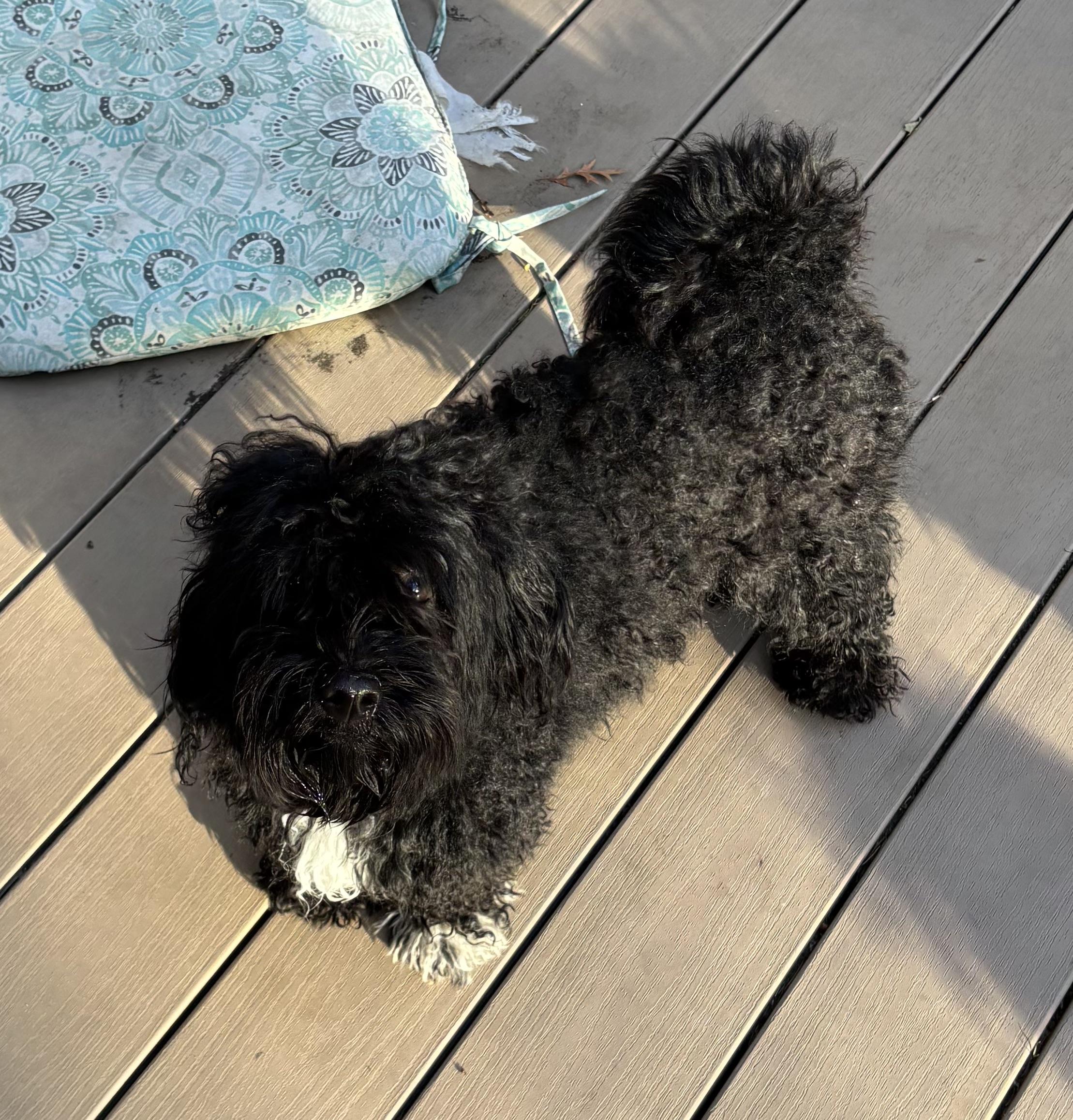 Oreo, an adopted mixed breed in Paramus, NJ image 2/2