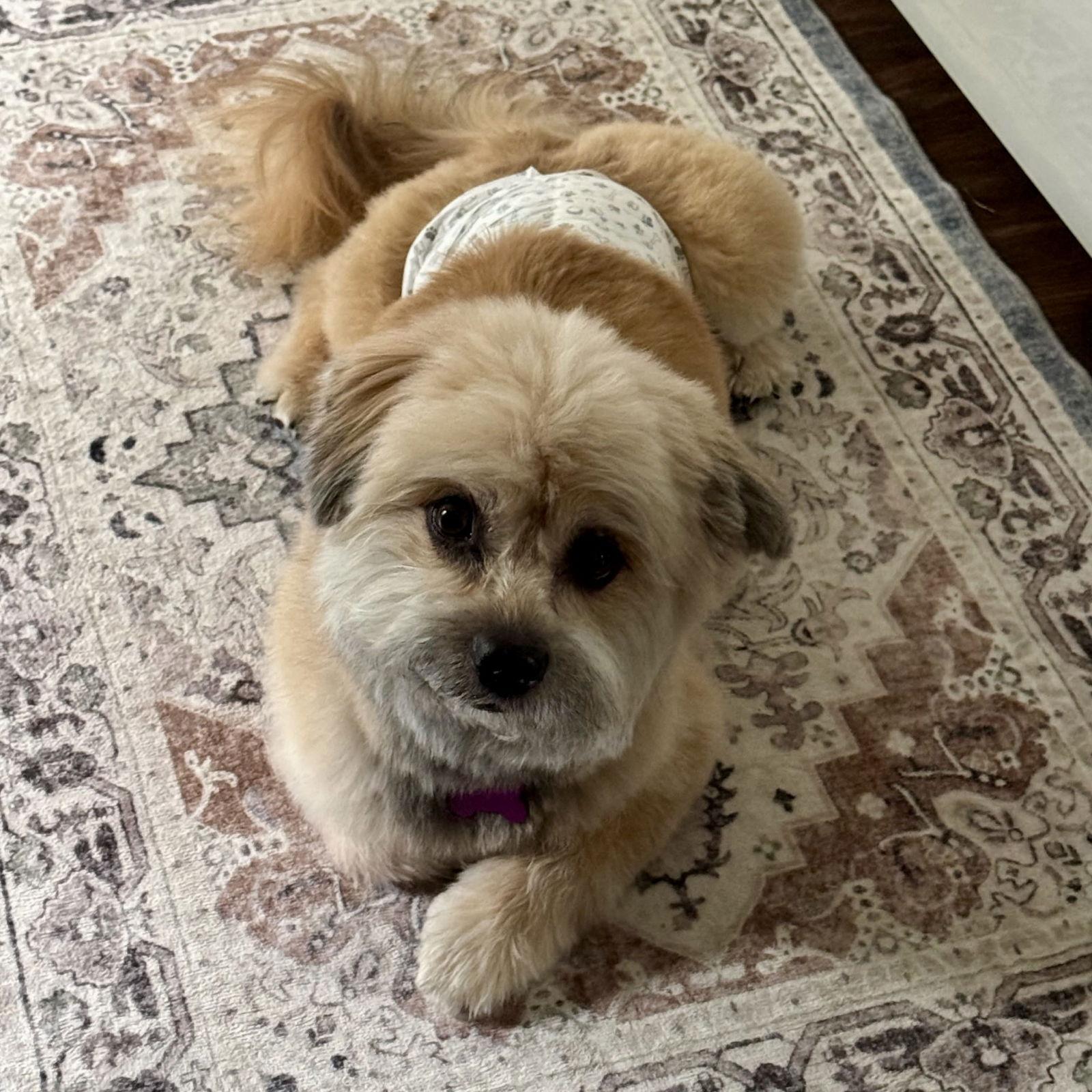 Enlarge Norman, a Adopted Mixed Breed in Spring Lake, NC image 2/3