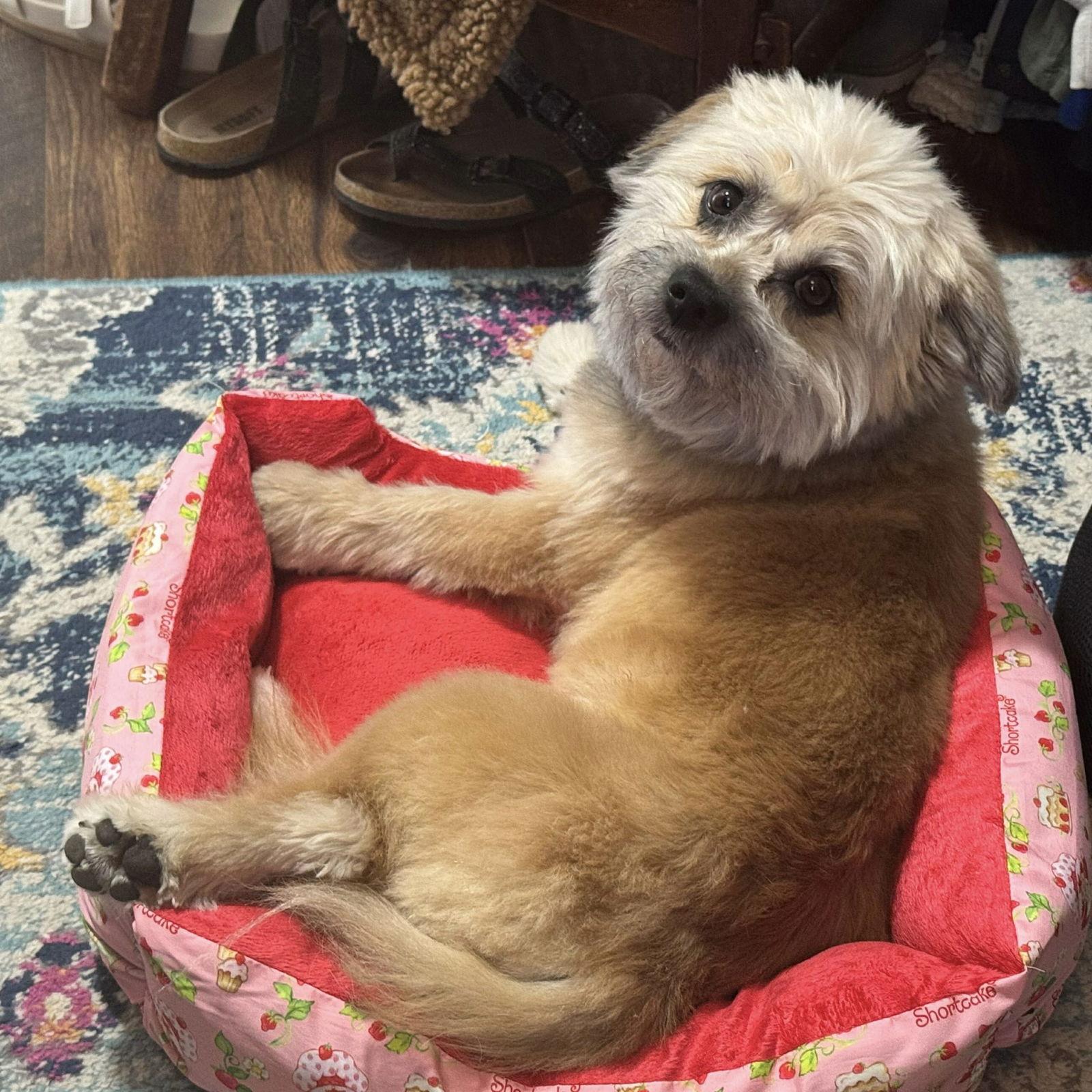 Enlarge Norman, a Adopted Mixed Breed in Spring Lake, NC image 3/3