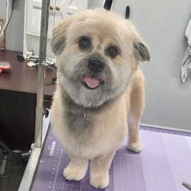 Enlarge Norman, a Adopted Mixed Breed in Spring Lake, NC image 1/3