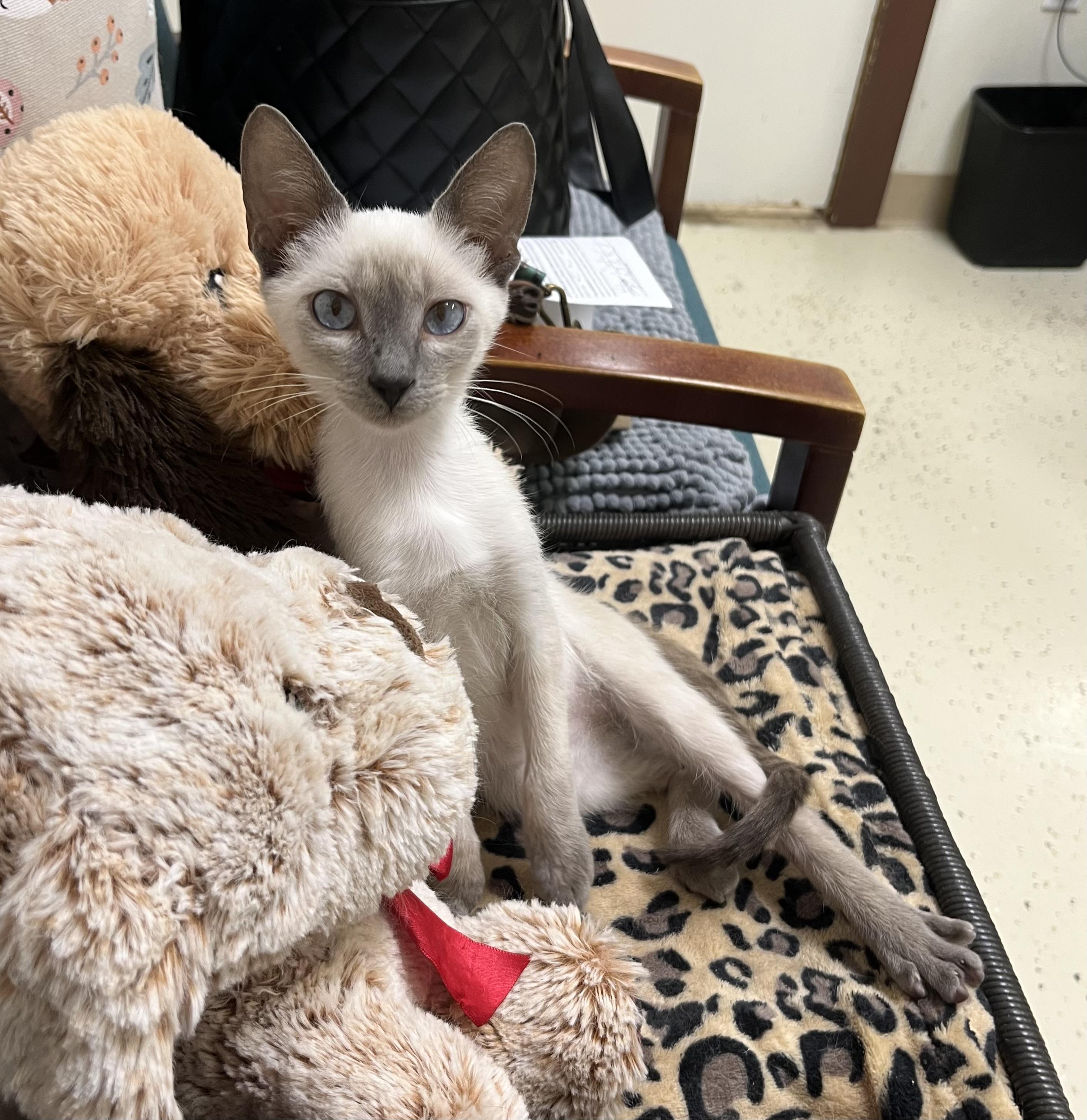 Enlarge Ailysh, a Adopted mixed breed in Hillsboro, TX image 2/3